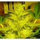 CARAMELLA AUTO * EXPERT SEEDS 5 SEMI FEM 