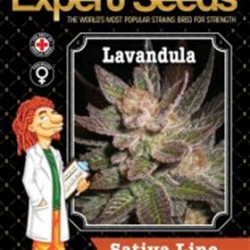 LAVANDULA * EXPERT SEEDS 1 SEME FEM