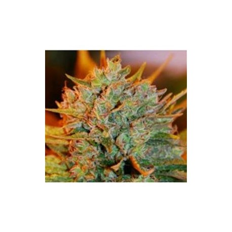 NL X BIG BUD AUTO * EXPERT SEEDS 1 SEME FEM