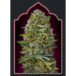 CARAMEL KUSH * 00SEEDS 5 SEMI FEM