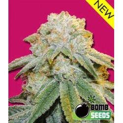 BUBBLE BOMB * BOMB SEEDS 5 SEMI FEM 