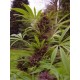 SWEET PURPLE * PARADISE SEEDS FEMINIZED 3 SEMI