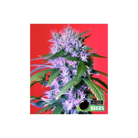 BERRY BOMB * BOMB SEEDS 10 SEMI REG 