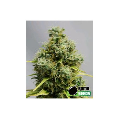 BIG BOMB * BOMB SEEDS 10 SEMI REG 