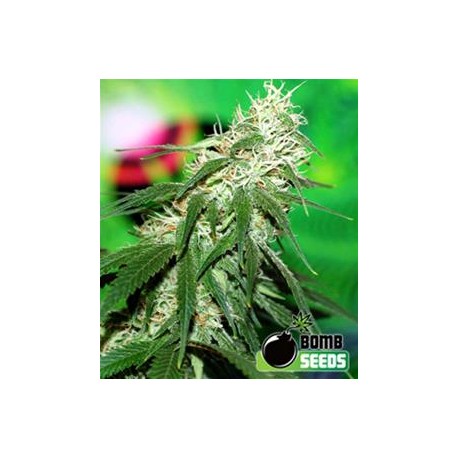 BUZZ BOMB * BOMB SEEDS 10 SEMI REG 