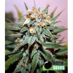 HASH BOMB * BOMB SEEDS 10 SEMI REG 