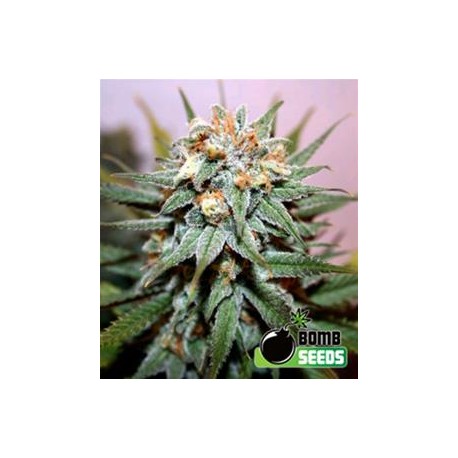 HASH BOMB * BOMB SEEDS 10 SEMI REG 