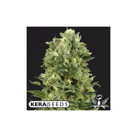 WHITE THUNDER * KERA SEEDS 3 SEMI FEM