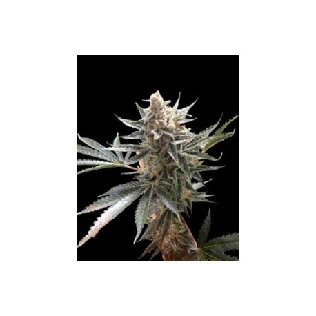 TANGIE * DNA GENETICS RESERVA PRIVADA 13 SEMI REG 