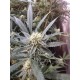 STRAWBERRY BANANA* DNA GENETICS RESERVA PRIVADA 3 SEMI FEM 