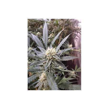 STRAWBERRY BANANA* DNA GENETICS RESERVA PRIVADA 3 SEMI FEM 