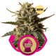 BUBBLE GUM XL * ROYAL QUEEN SEEDS 3 SEMI FEM 