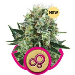 BUBBLE KUSH * ROYAL QUEEN SEEDS 3 SEMI FEM 