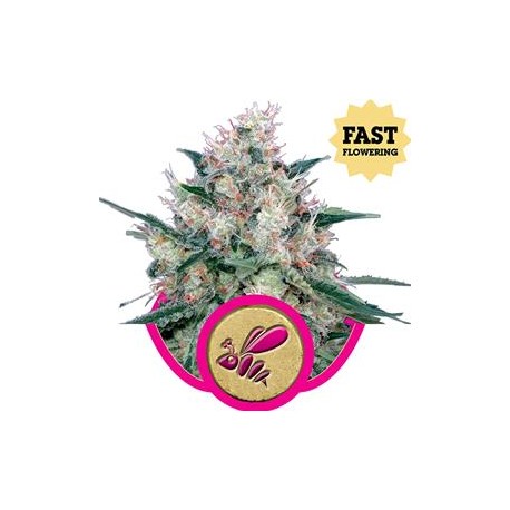 HONEY CREAM FAST VERSION (ROYAL CARAMEL FAST VERSION)* ROYAL QUEEN SEEDS 10 SEMI FEM 