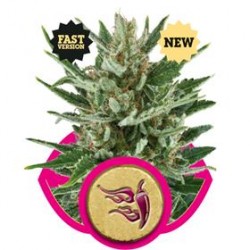 SPEEDY CHILE FAST VERSIO * ROYAL QUEEN SEEDS 10 SEMI FEM 