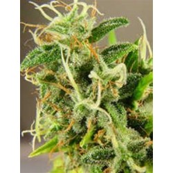 TASMAN HAZE * KIWISEEDS 5 SEMI REG 