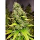 WHITE ISLAND * KIWISEEDS 5 SEMI FEM 