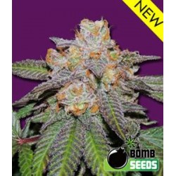 CHERRY BOMB AUTO * BOMB SEEDS 5 SEMI FEM 