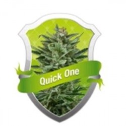 QUICK ONE * ROYAL QUEEN SEEDS 10 SEMI FEM 