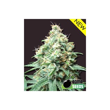 KUSH BOMB * BOMB SEEDS 10 SEMI FEM 