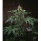 BUBBLEGUM * T.H.SEEDS 5 SEMI FEM