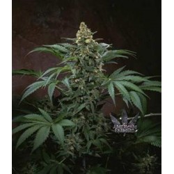 BUBBLEGUM * T.H.SEEDS 5 SEMI FEM