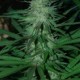 MIX * CANNABIOGEN 15 SEMI REG