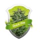QUICK ONE * ROYAL QUEEN SEEDS 5 SEMI FEM 