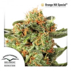 ORANGE HILL SPECIAL® * DUTCH PASSION 5 SEMI FEM