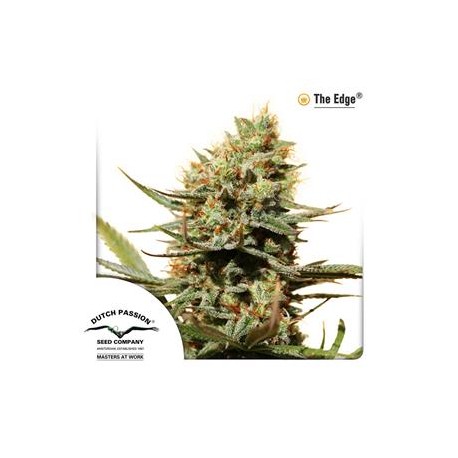 THE EDGE ® * DUTCH PASSION FEMINIZED 3 SEMI