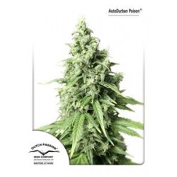 AUTO DURBAN POISON ® * DUTCH PASSION 3 SEMI FEM