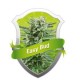 EASY BUD * ROYAL QUEEN SEEDS 10 SEMI FEM 