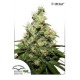 CBD KUSH ® * DUTCH PASSION 3 SEMI FEM