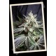 BLACK JACK FAST VERSION * SWEET SEEDS FEMINIZED 5 SEMI 