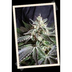 BLACK JACK FAST VERSION * SWEET SEEDS FEMINIZED 5 SEMI 