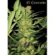 EL CUCARACHA * SUPER STRAINS SEEDS FEMINIZED 1 SEME FEM 