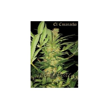 EL CUCARACHA * SUPER STRAINS SEEDS FEMINIZED 1 SEME FEM 