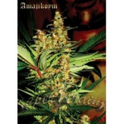 AMAJIKOYM* SUPER STRAINS SEEDS FEMINIZED 1 SEME