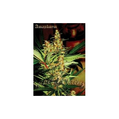 AMAJIKOYM* SUPER STRAINS SEEDS FEMINIZED 1 SEME