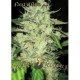 NEXT OF KIN * SUPER STRAINS SEEDS FEMINIZED 1 SEME FEM