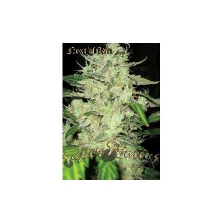 NEXT OF KIN * SUPER STRAINS SEEDS FEMINIZED 1 SEME FEM