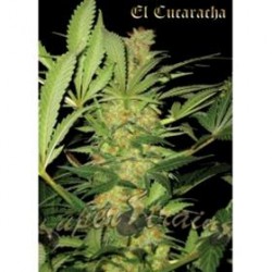 EL CUCARACHA * SUPER STRAINS SEEDS FEMINIZED 3 SEMI 