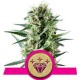 SPECIAL KUSH #1 * ROYAL QUEEN SEEDS 5 SEMI FEM 