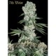 7th WAVE * SUPER STRAINS SEEDS FEMINIZED 5 SEMI 