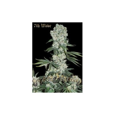 7th WAVE * SUPER STRAINS SEEDS FEMINIZED 5 SEMI 