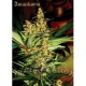 AMAJIKOYM* SUPER STRAINS SEEDS FEMINIZED 5 SEMI 