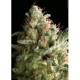 AMERICAN PIE * PYRAMID SEEDS 5 SEMI FEM 