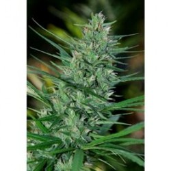 MEXTIZA * CANNABIOGEN 10 SEMI REG