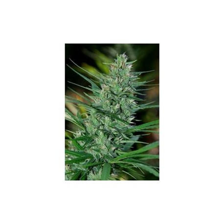 MEXTIZA * CANNABIOGEN 10 SEMI REG