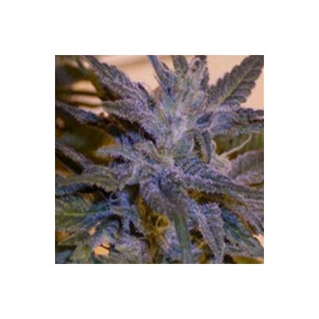 CHINA YUNNAN * ACE SEEDS 3 SEMI FEM